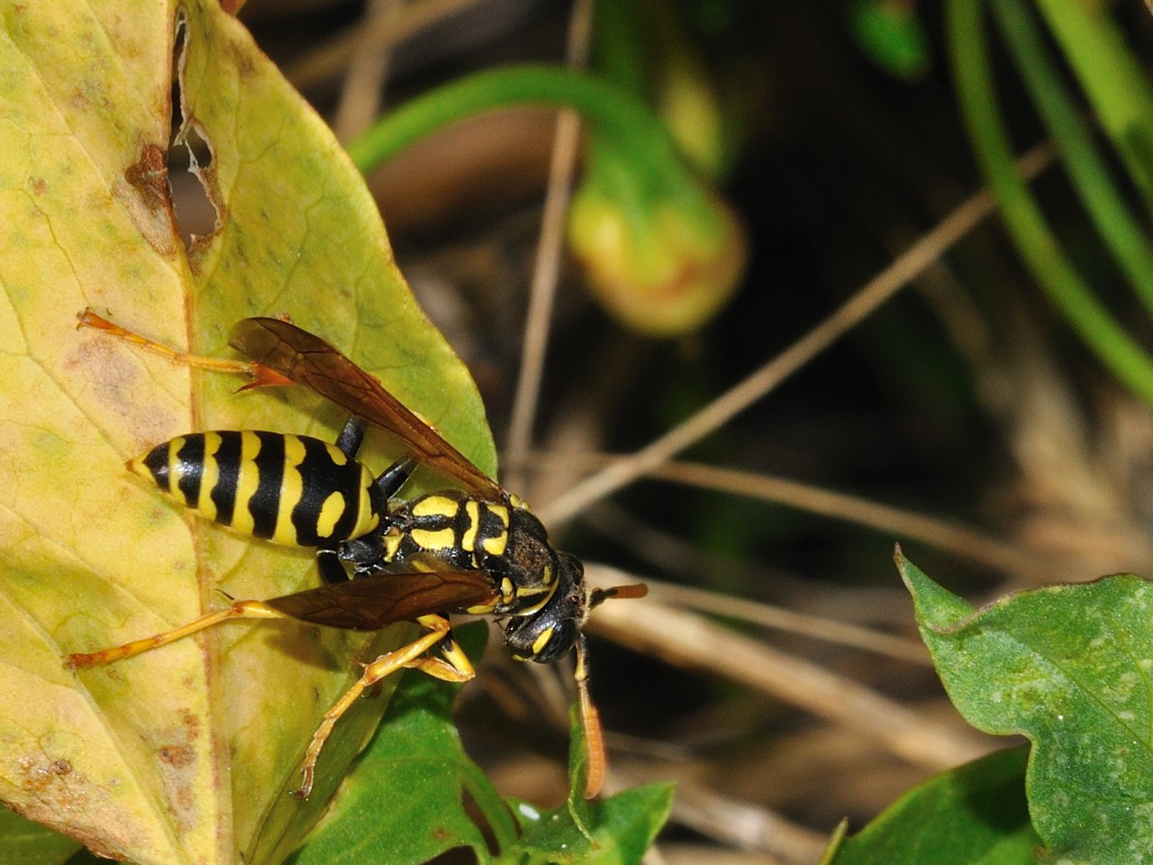Polistes cfr dominulus